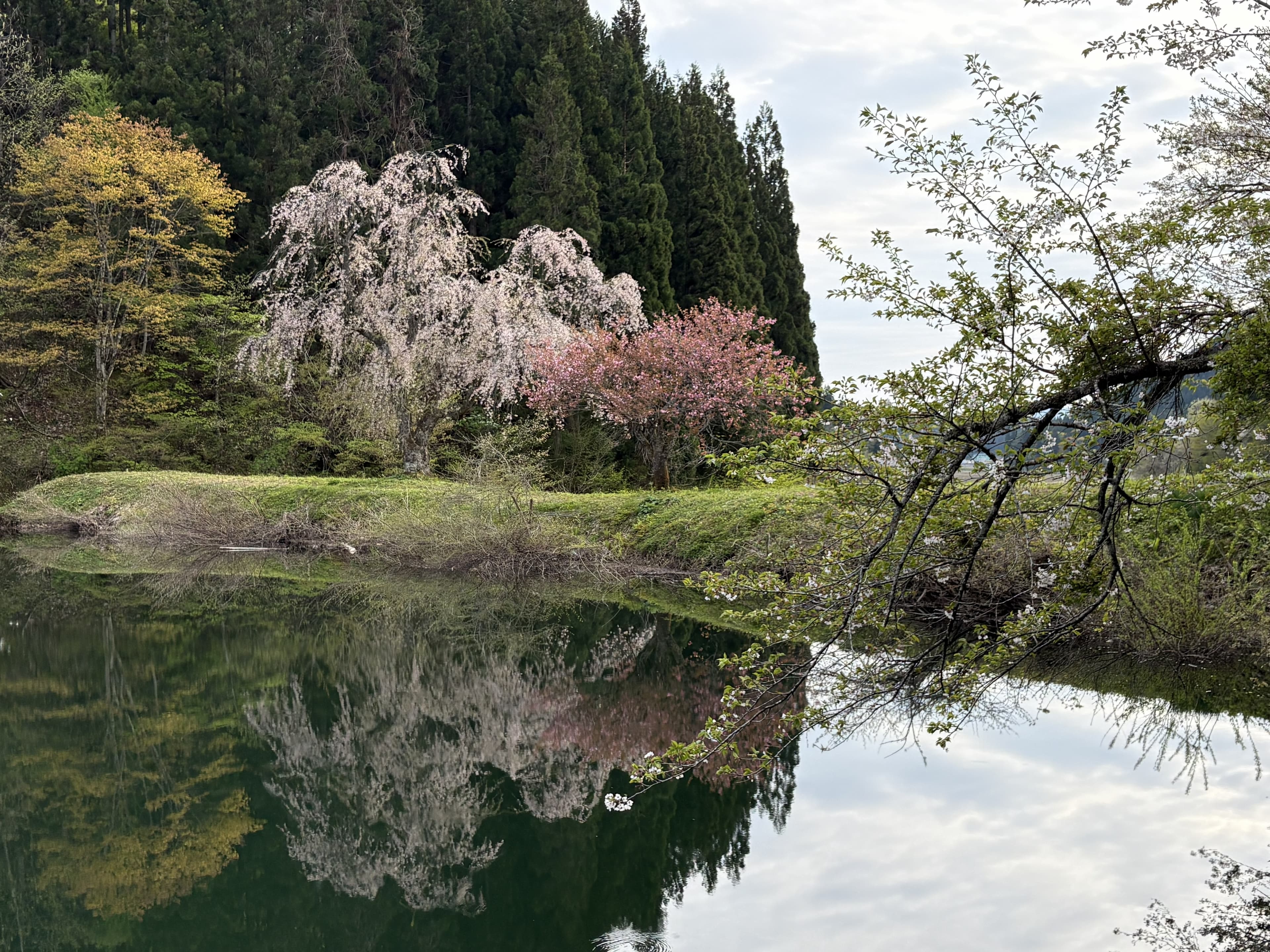 山形県最上郡金山町田屋の一本桜、堤の水辺に映える満開の桜