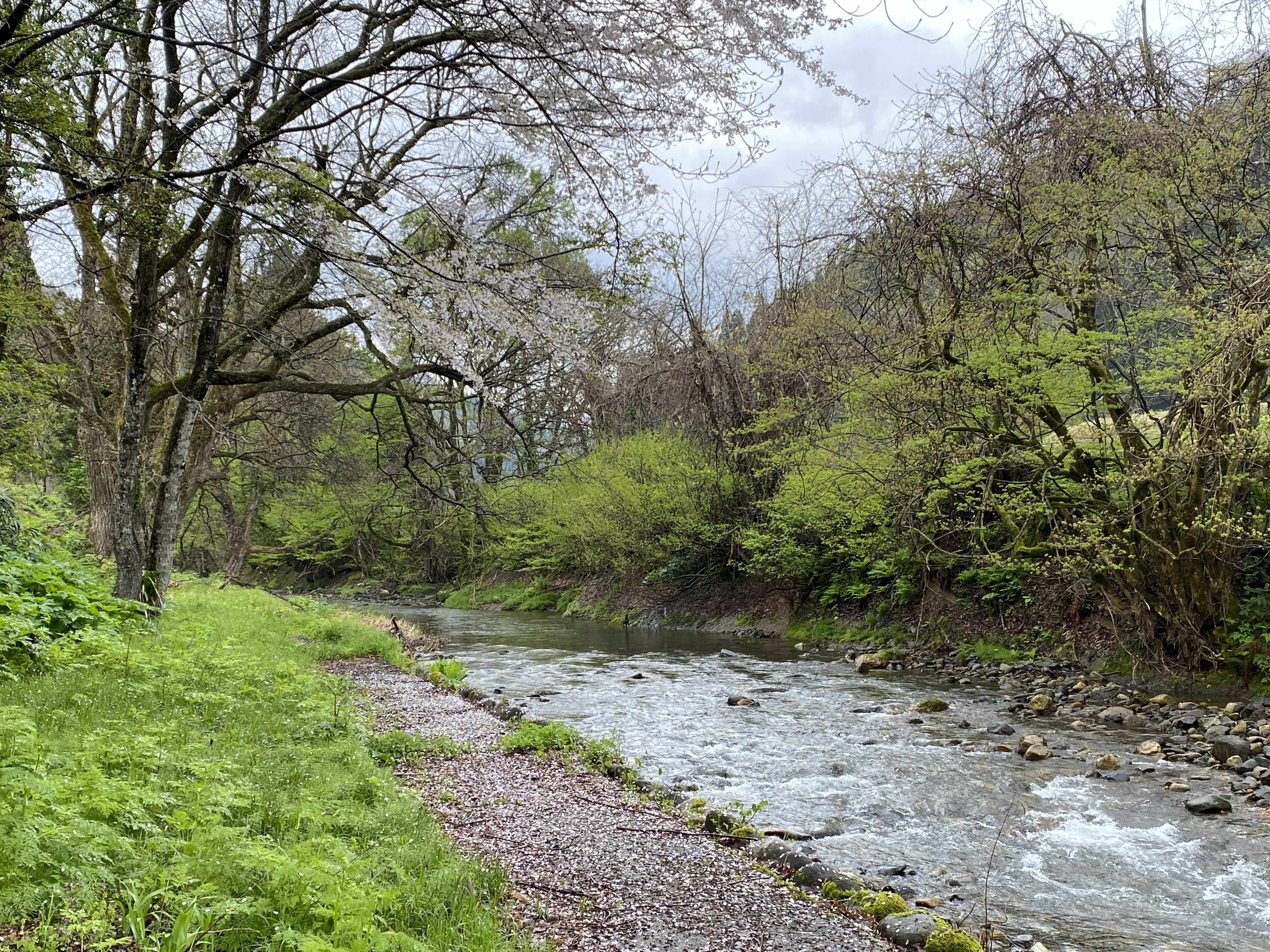 山形県最上郡金山町を流れる中田春木川、水が澄んだ河原の風景