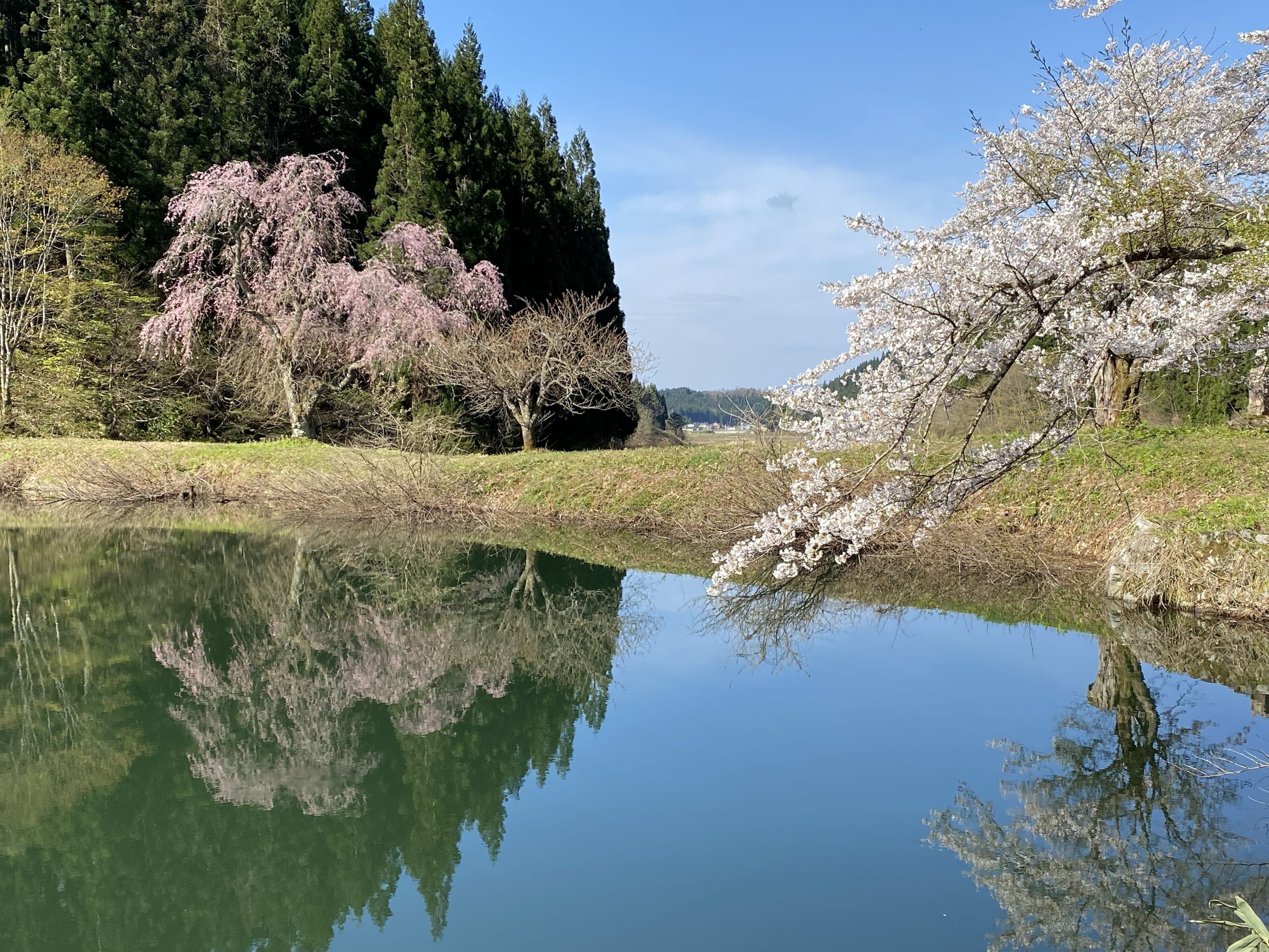 山形県最上郡金山町田屋の一本桜